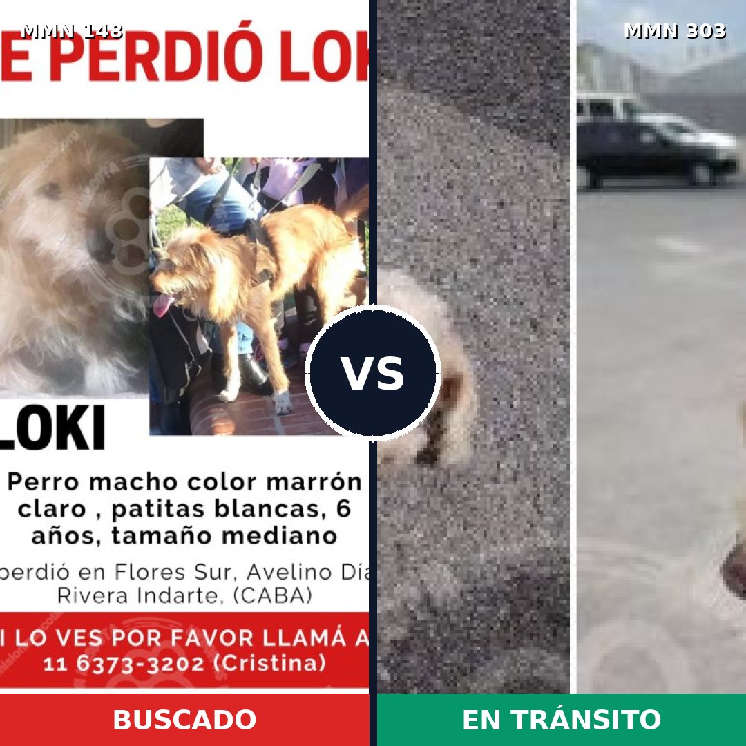 Comparativa MMS 3528: mascota perdida y mascota encontrada, 33% de similitud