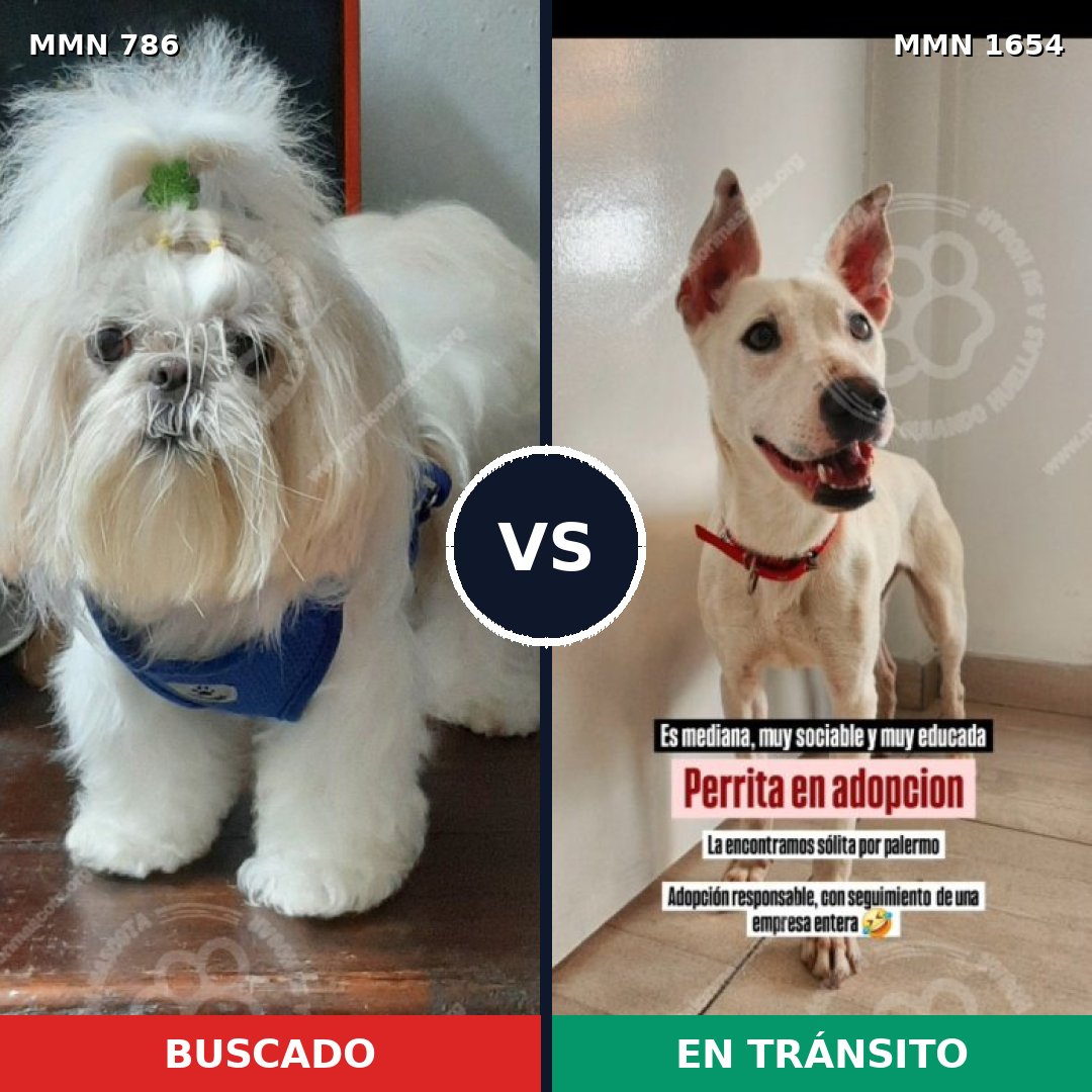 Comparativa MMS 35280: mascota perdida y mascota encontrada, 45% de similitud