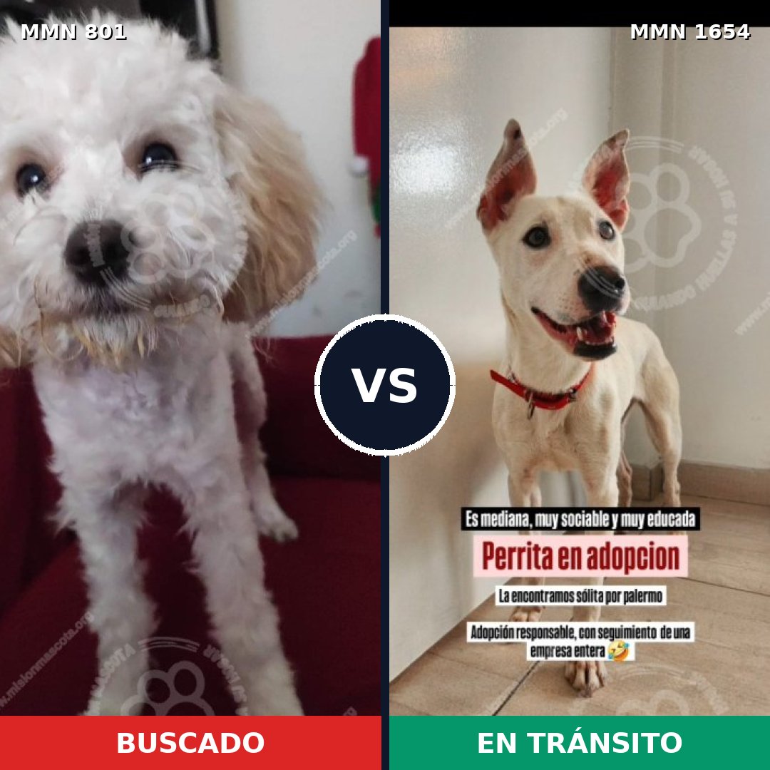 Comparativa MMS 35283: mascota perdida y mascota encontrada, 45% de similitud
