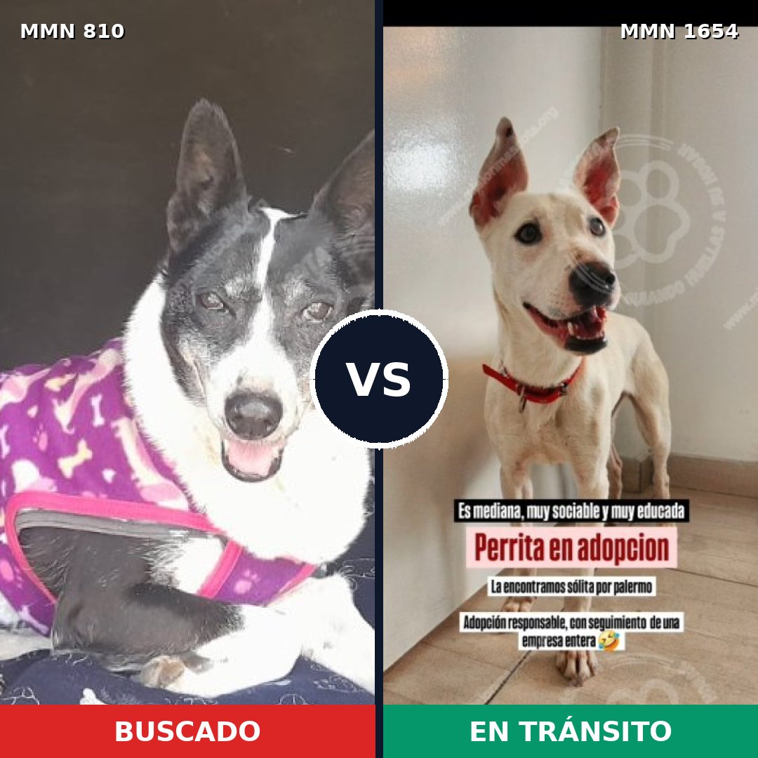 Comparativa MMS 35284: mascota perdida y mascota encontrada, 75% de similitud