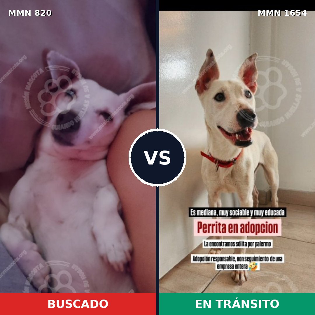 Comparativa MMS 35285: mascota perdida y mascota encontrada, 45% de similitud