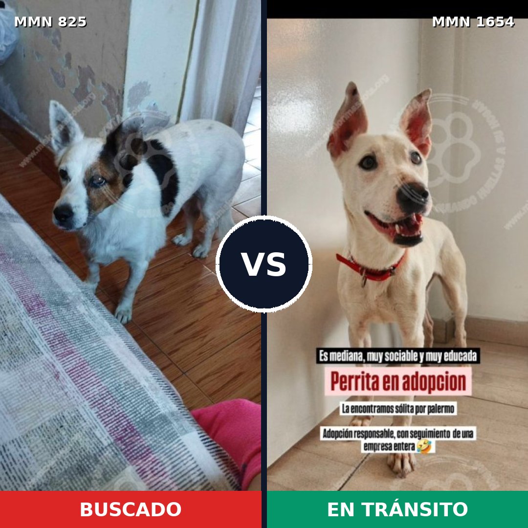 Comparativa MMS 35287: mascota perdida y mascota encontrada, 82% de similitud