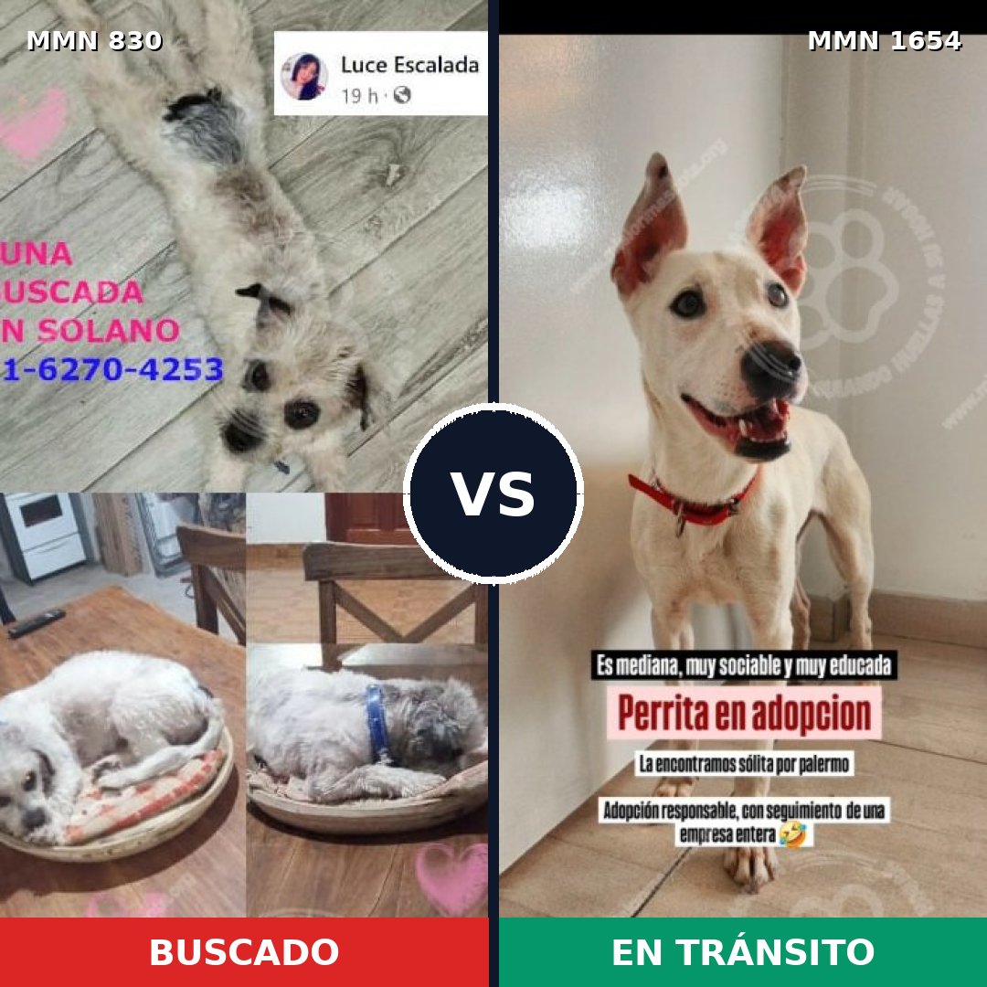 Comparativa MMS 35288: mascota perdida y mascota encontrada, 42% de similitud