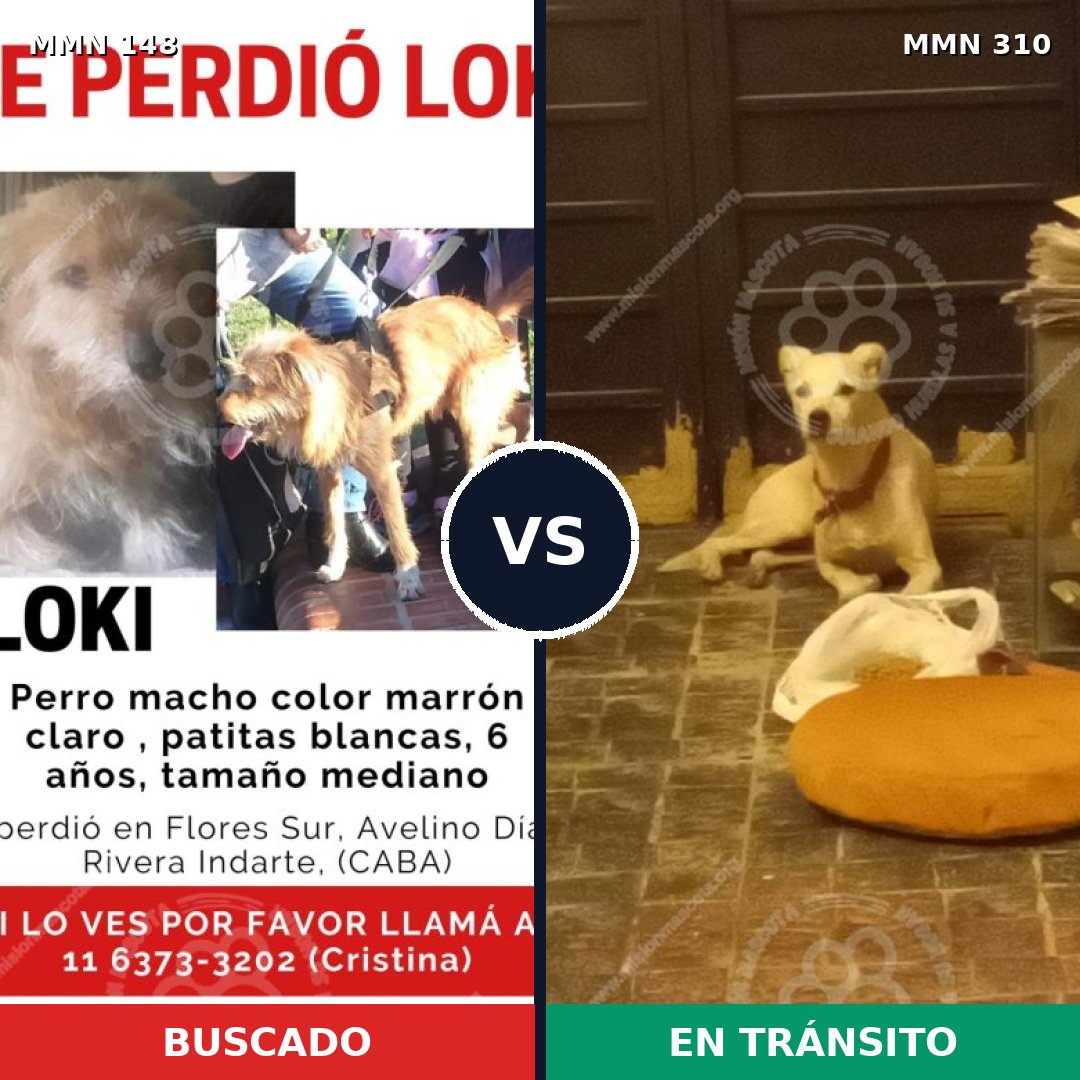 Comparativa MMS 3529: mascota perdida y mascota encontrada, 67% de similitud