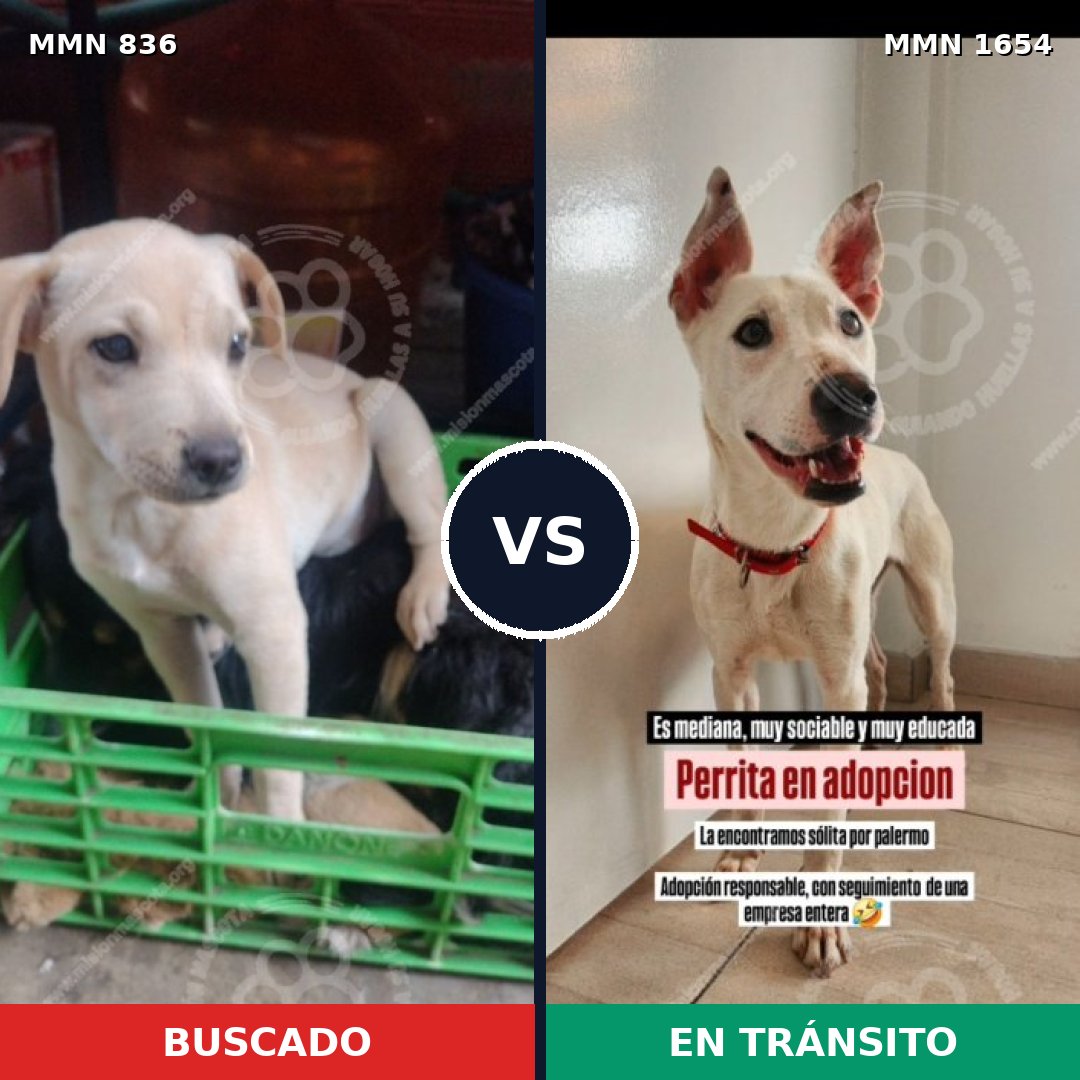Comparativa MMS 35290: mascota perdida y mascota encontrada, 48% de similitud