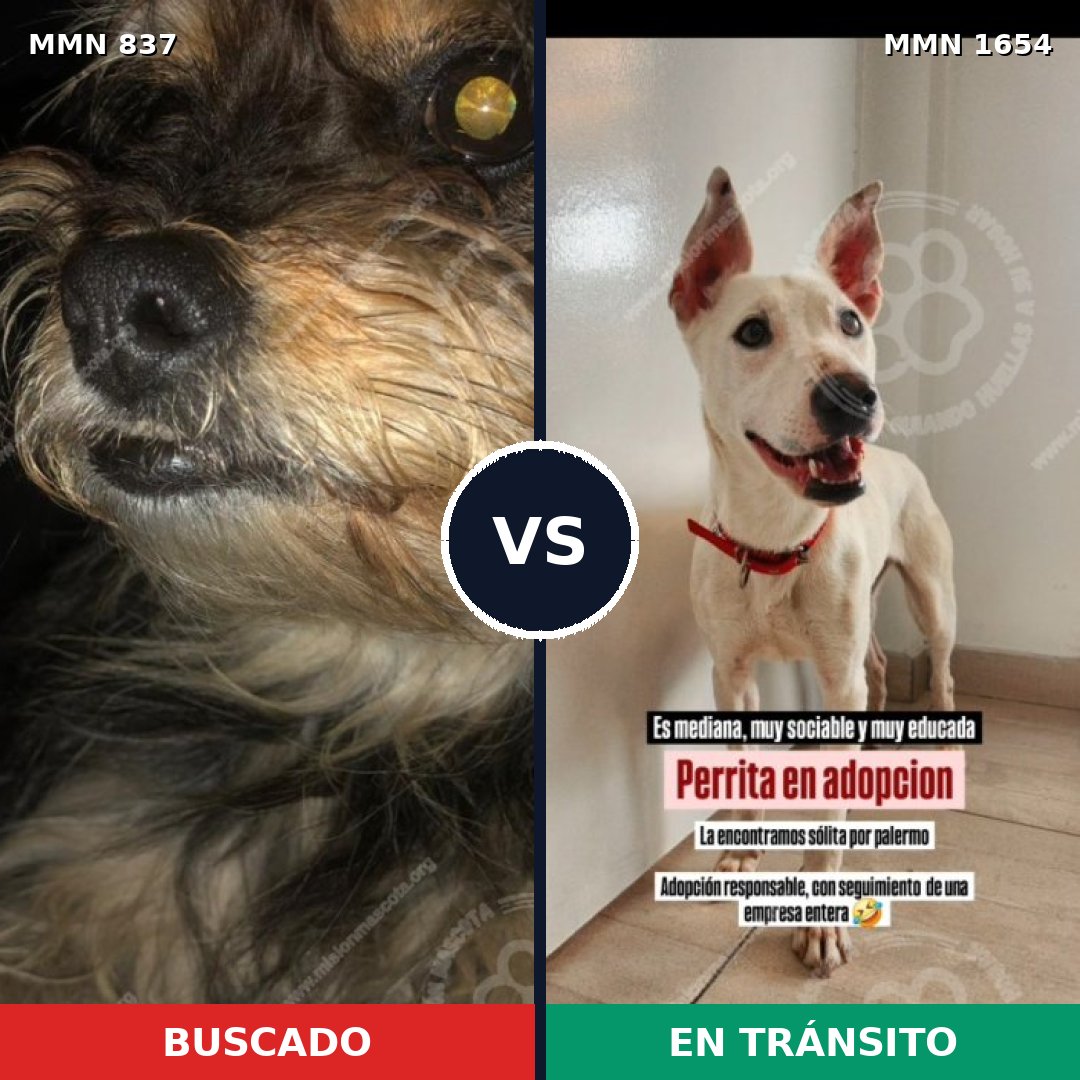 Comparativa MMS 35291: mascota perdida y mascota encontrada, 37% de similitud