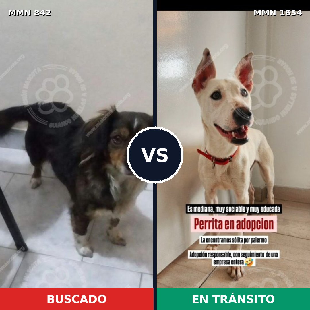 Comparativa MMS 35294: mascota perdida y mascota encontrada, 63% de similitud