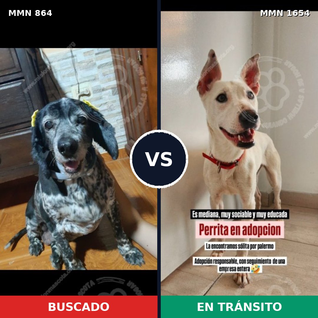 Comparativa MMS 35297: mascota perdida y mascota encontrada, 40% de similitud