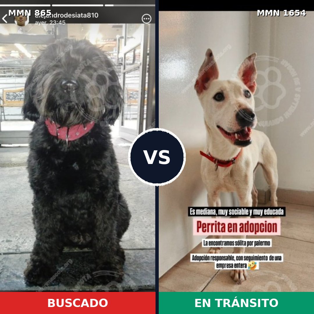 Comparativa MMS 35298: mascota perdida y mascota encontrada, 50% de similitud