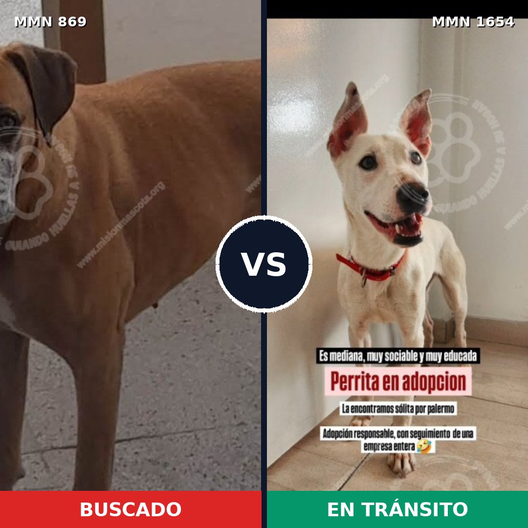 Comparativa MMS 35299: mascota perdida y mascota encontrada, 48% de similitud