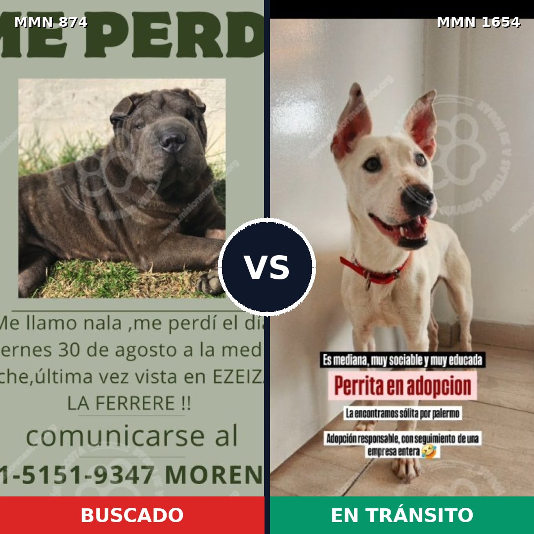 Comparativa MMS 35300: mascota perdida y mascota encontrada, 47% de similitud