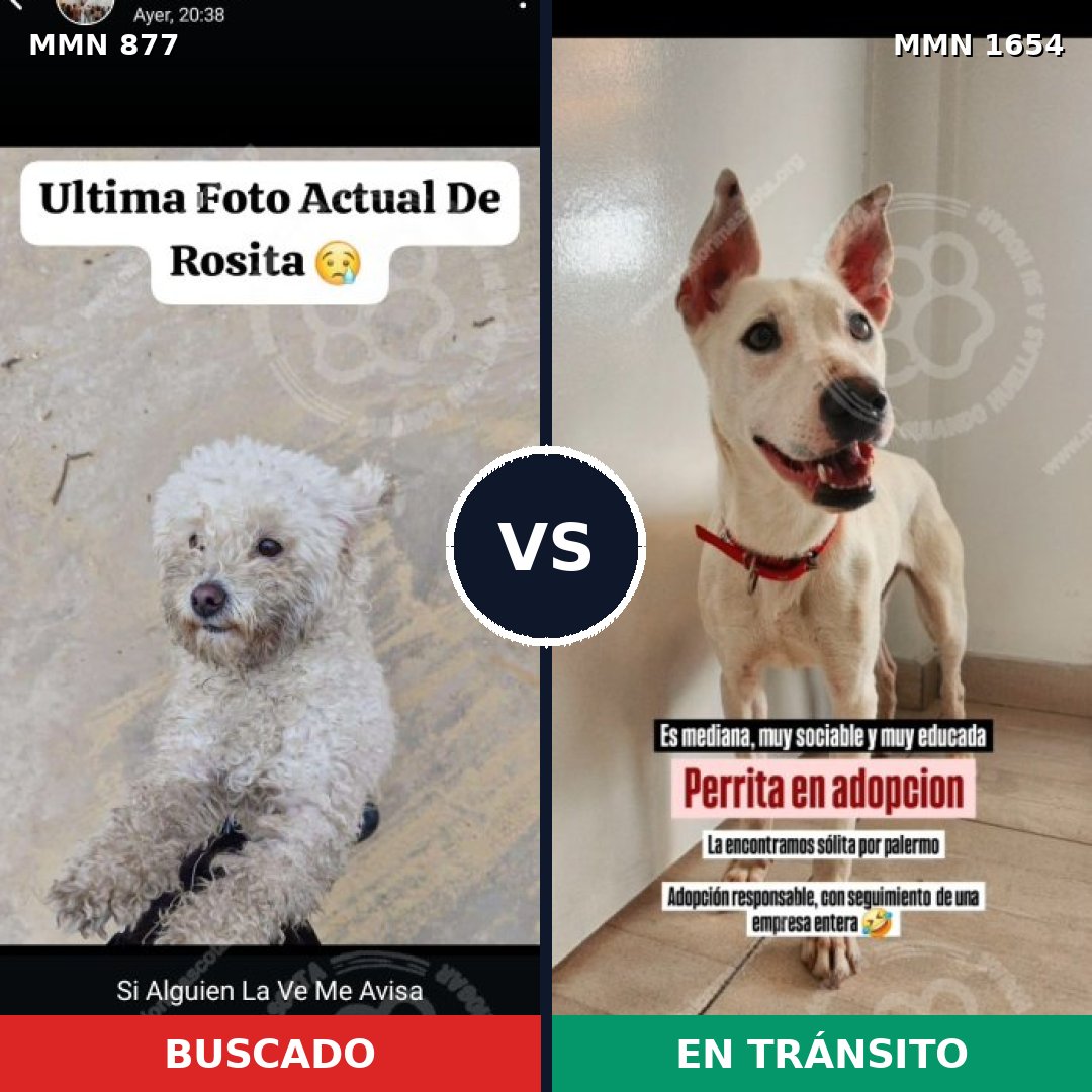 Comparativa MMS 35301: mascota perdida y mascota encontrada, 51% de similitud