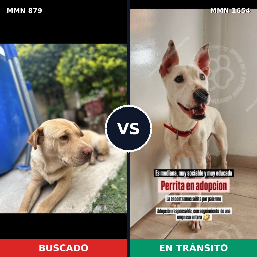 Comparativa MMS 35302: mascota perdida y mascota encontrada, 48% de similitud