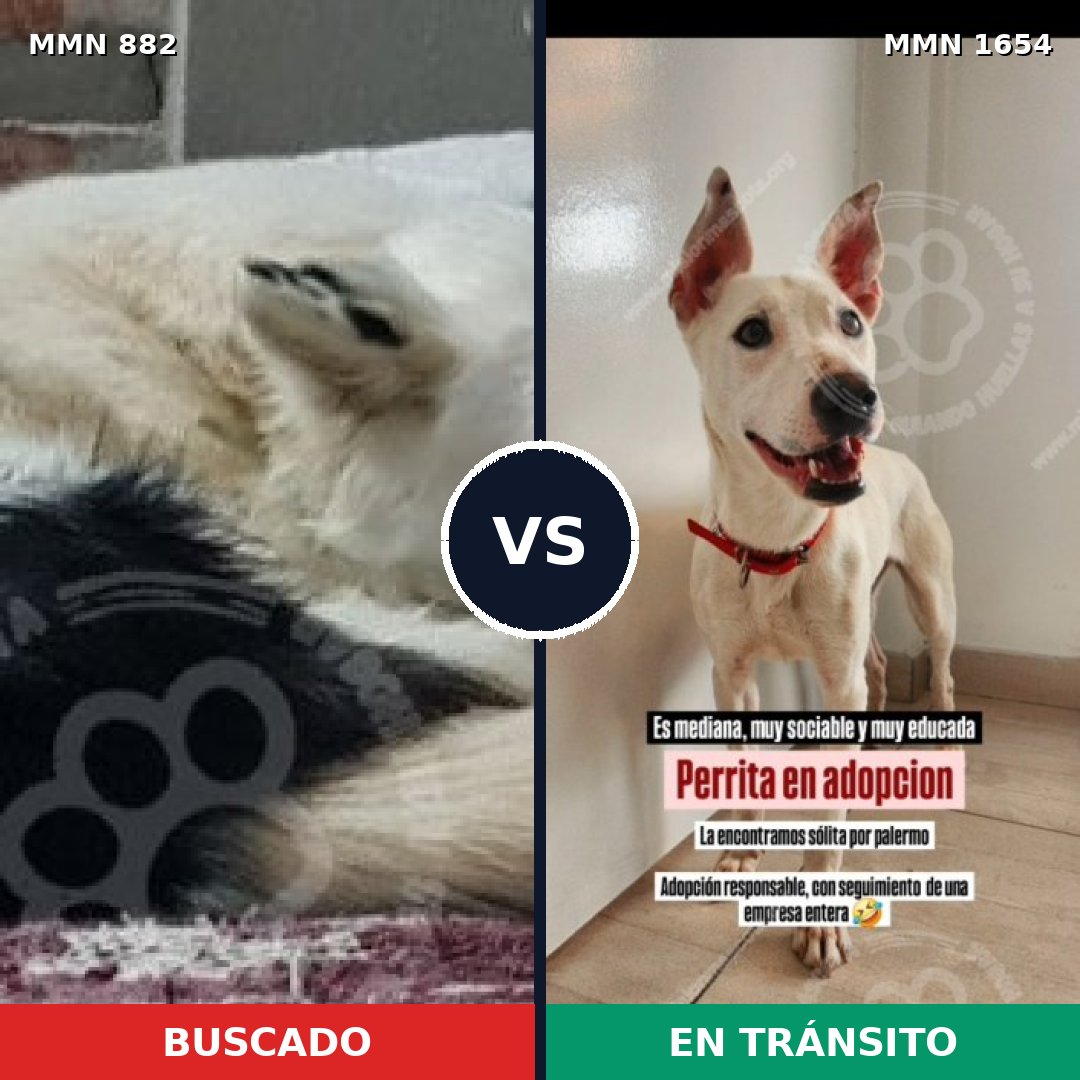 Comparativa MMS 35303: mascota perdida y mascota encontrada, 52% de similitud