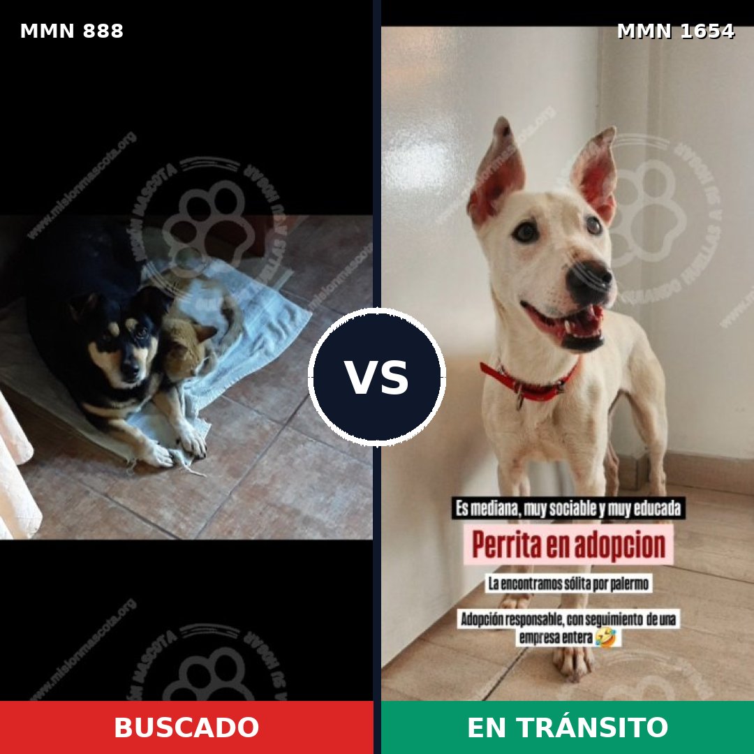Comparativa MMS 35304: mascota perdida y mascota encontrada, 74% de similitud