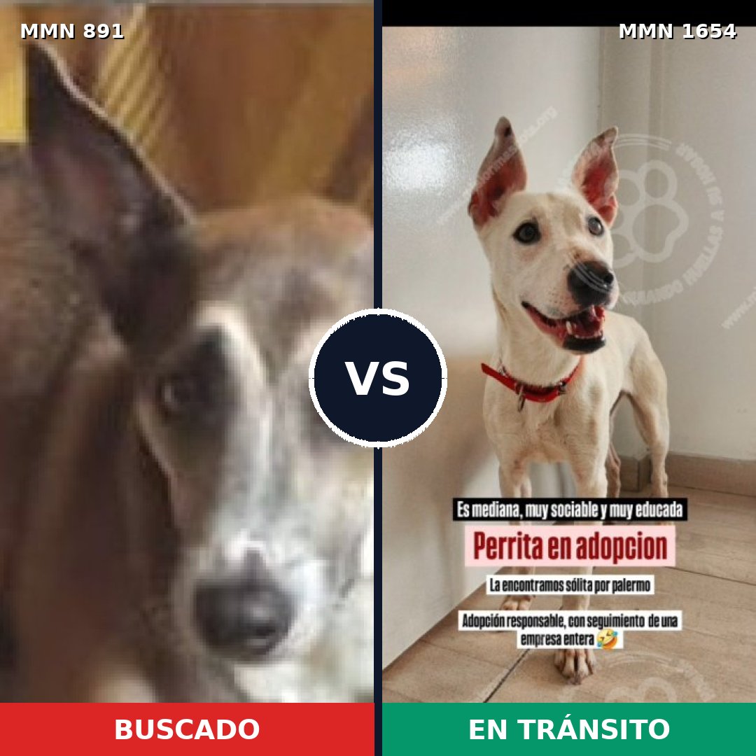 Comparativa MMS 35305: mascota perdida y mascota encontrada, 62% de similitud