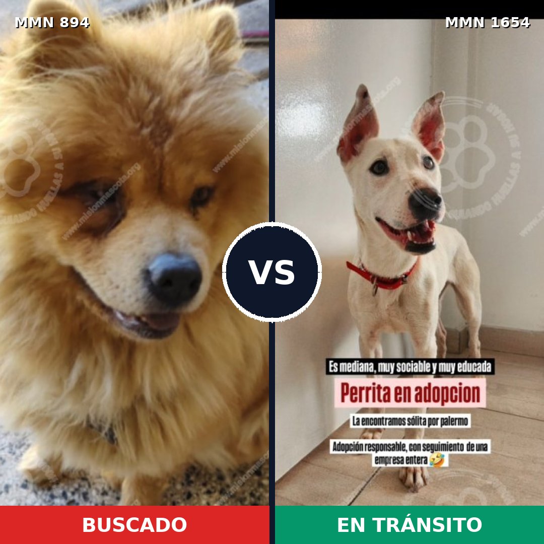 Comparativa MMS 35306: mascota perdida y mascota encontrada, 50% de similitud