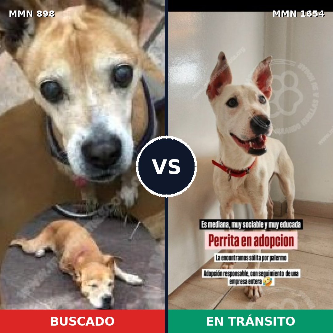 Comparativa MMS 35308: mascota perdida y mascota encontrada, 44% de similitud
