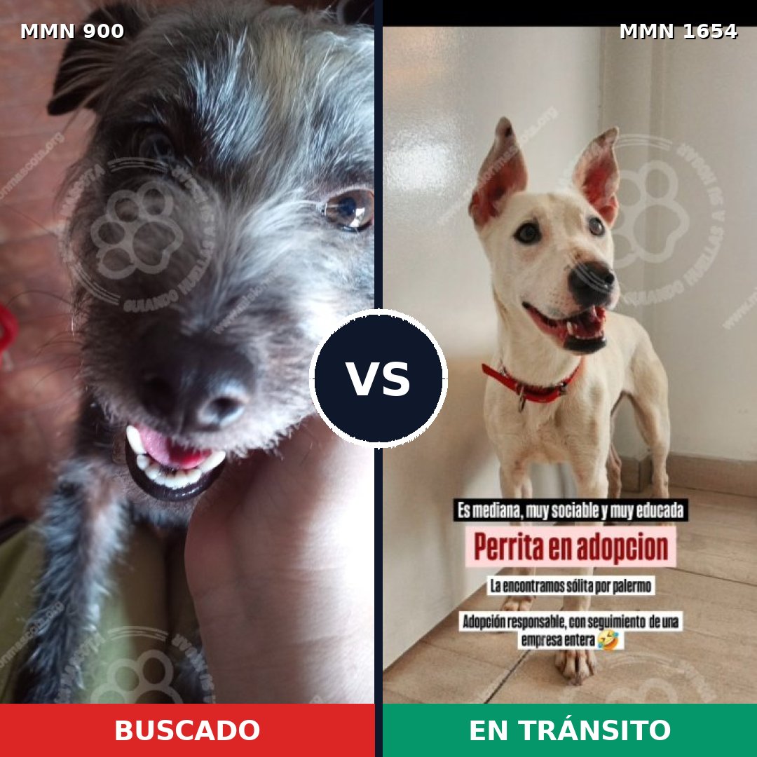 Comparativa MMS 35309: mascota perdida y mascota encontrada, 39% de similitud