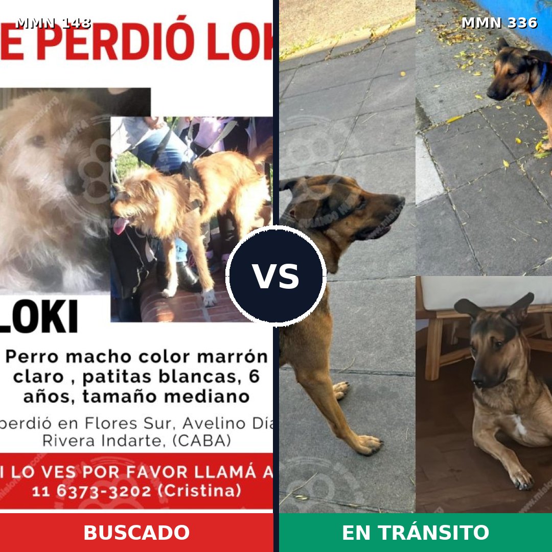 Comparativa MMS 3531: mascota perdida y mascota encontrada, 53% de similitud