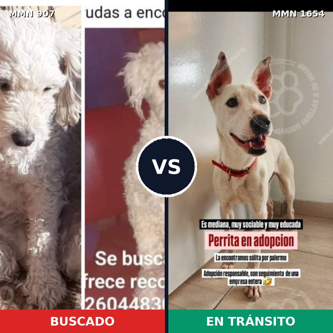 Comparativa MMS 35310: mascota perdida y mascota encontrada, 41% de similitud