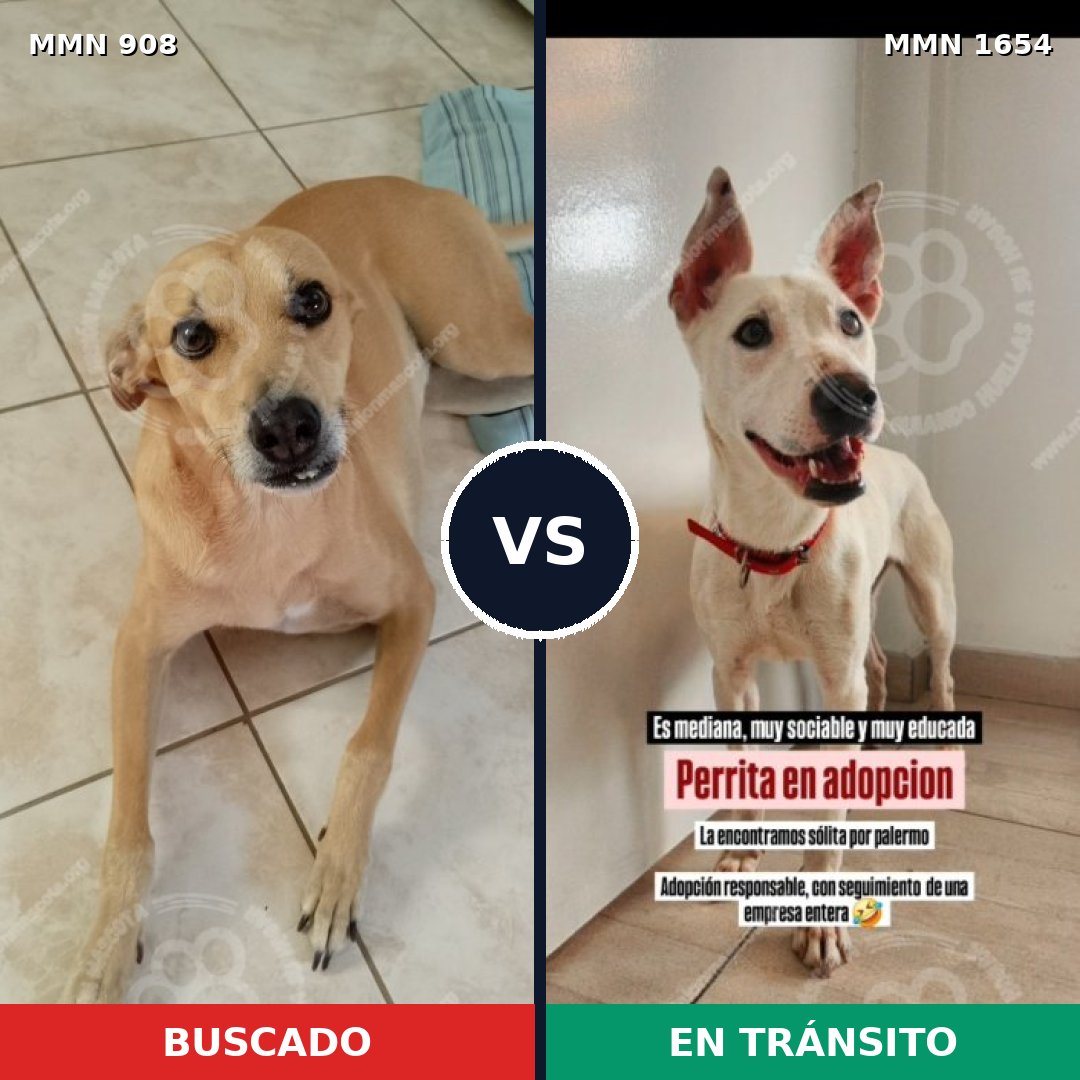 Comparativa MMS 35311: mascota perdida y mascota encontrada, 39% de similitud