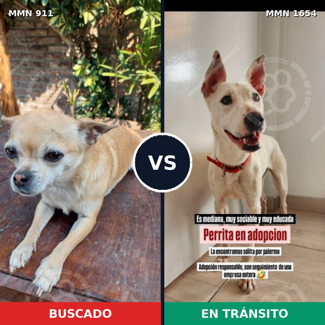 Comparativa MMS 35312: mascota perdida y mascota encontrada, 37% de similitud