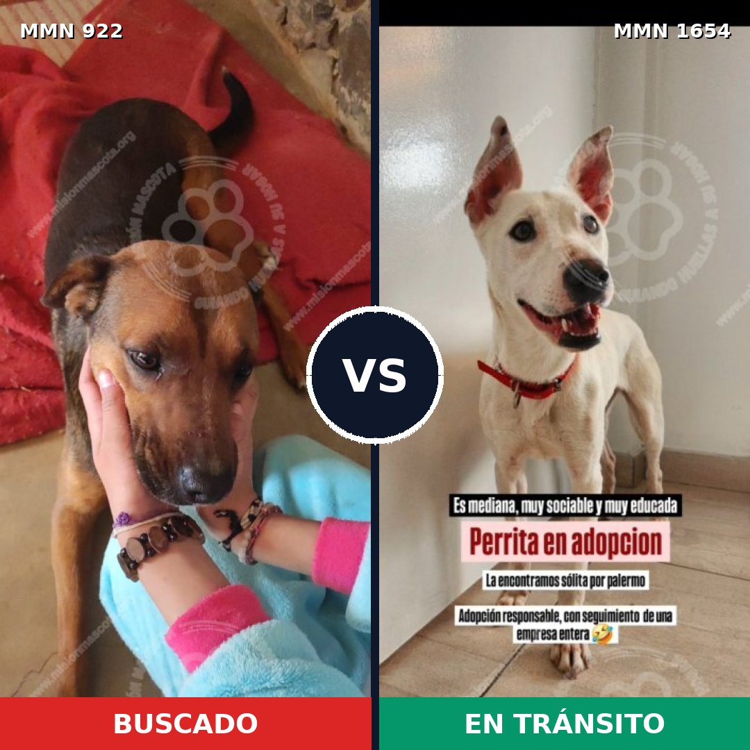 Comparativa MMS 35315: mascota perdida y mascota encontrada, 40% de similitud