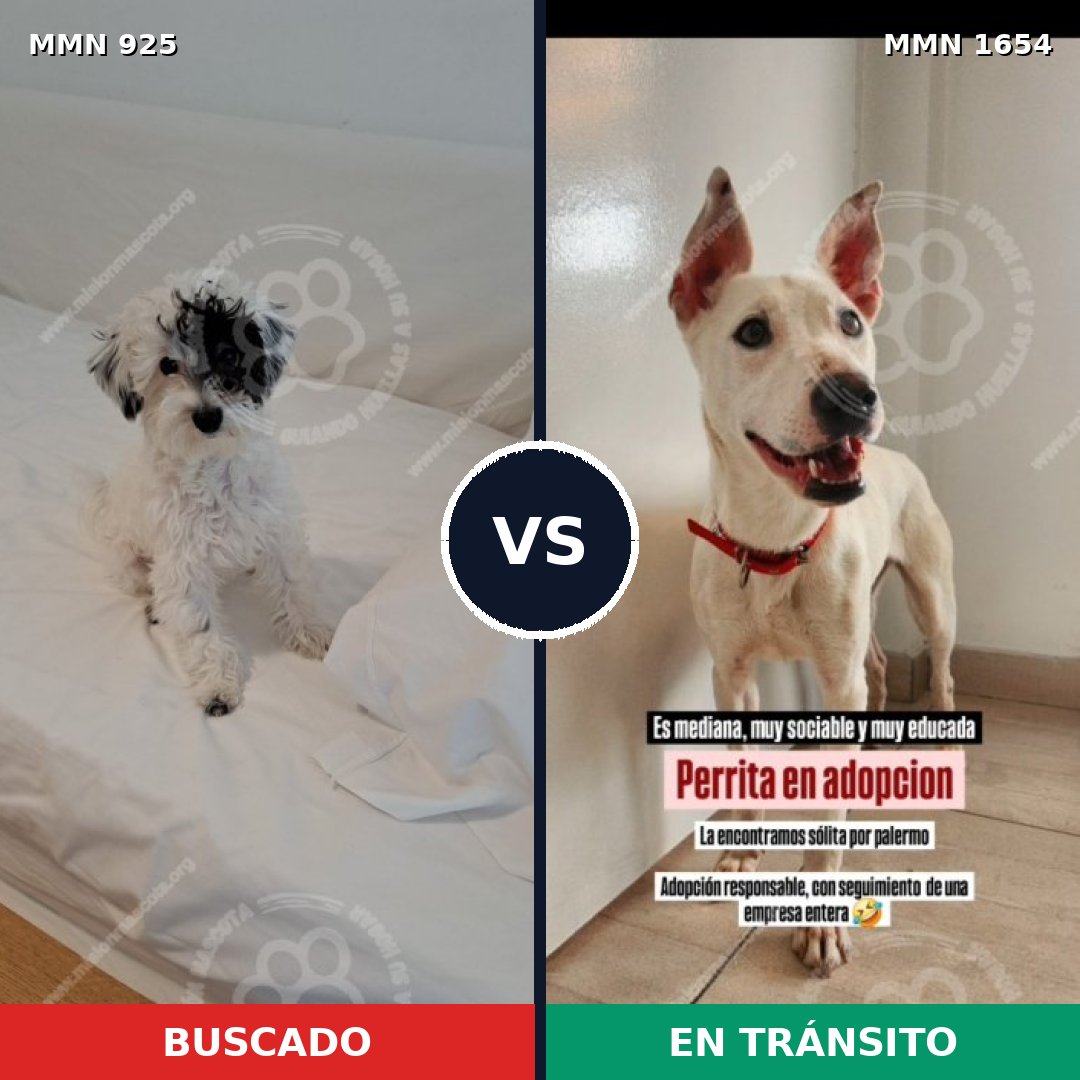 Comparativa MMS 35316: mascota perdida y mascota encontrada, 51% de similitud