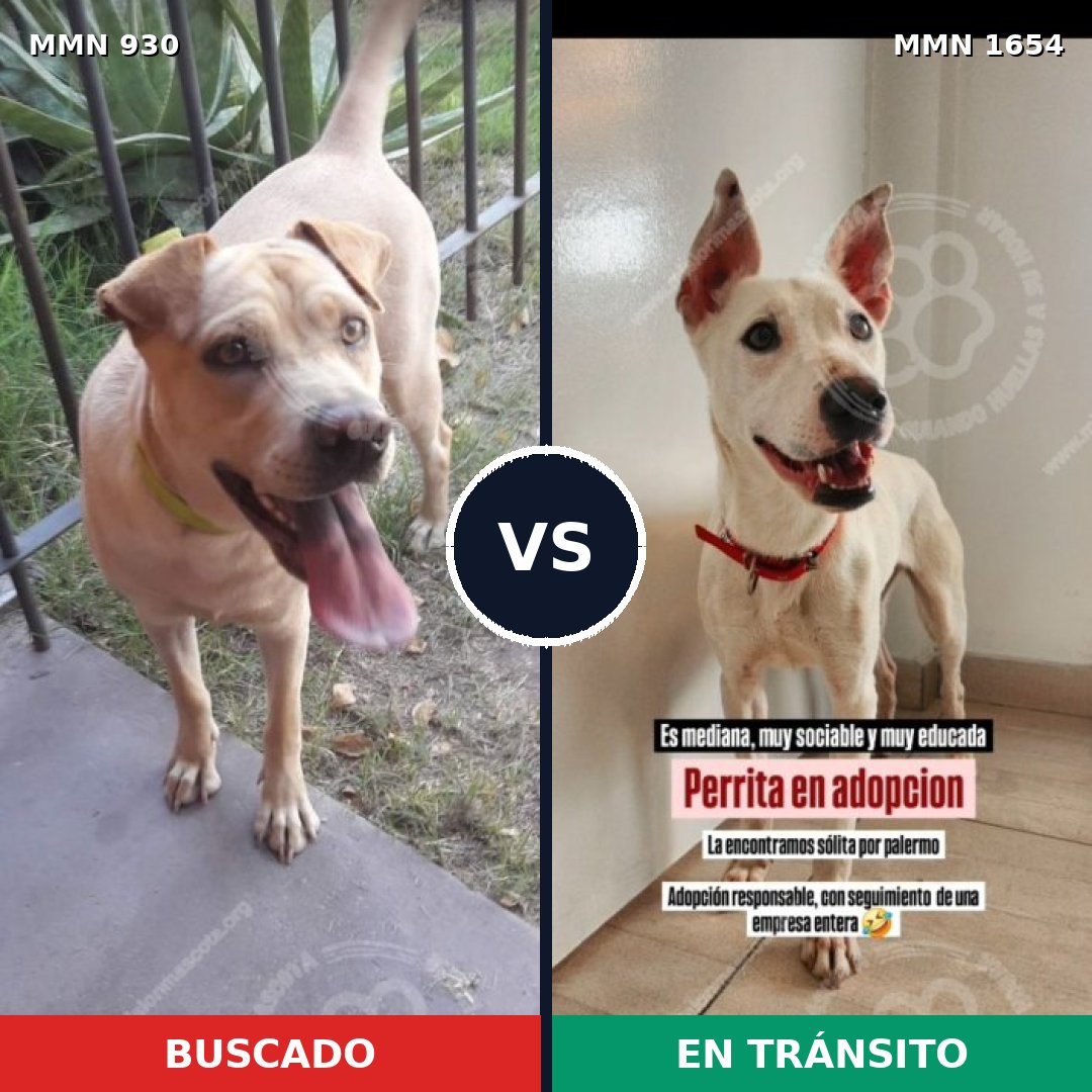 Comparativa MMS 35317: mascota perdida y mascota encontrada, 33% de similitud
