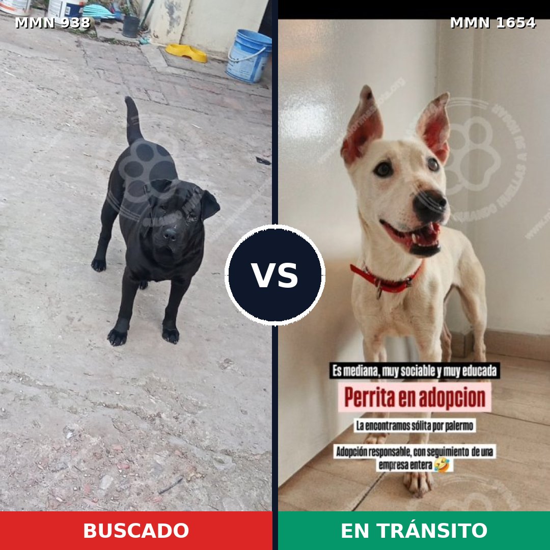 Comparativa MMS 35318: mascota perdida y mascota encontrada, 48% de similitud