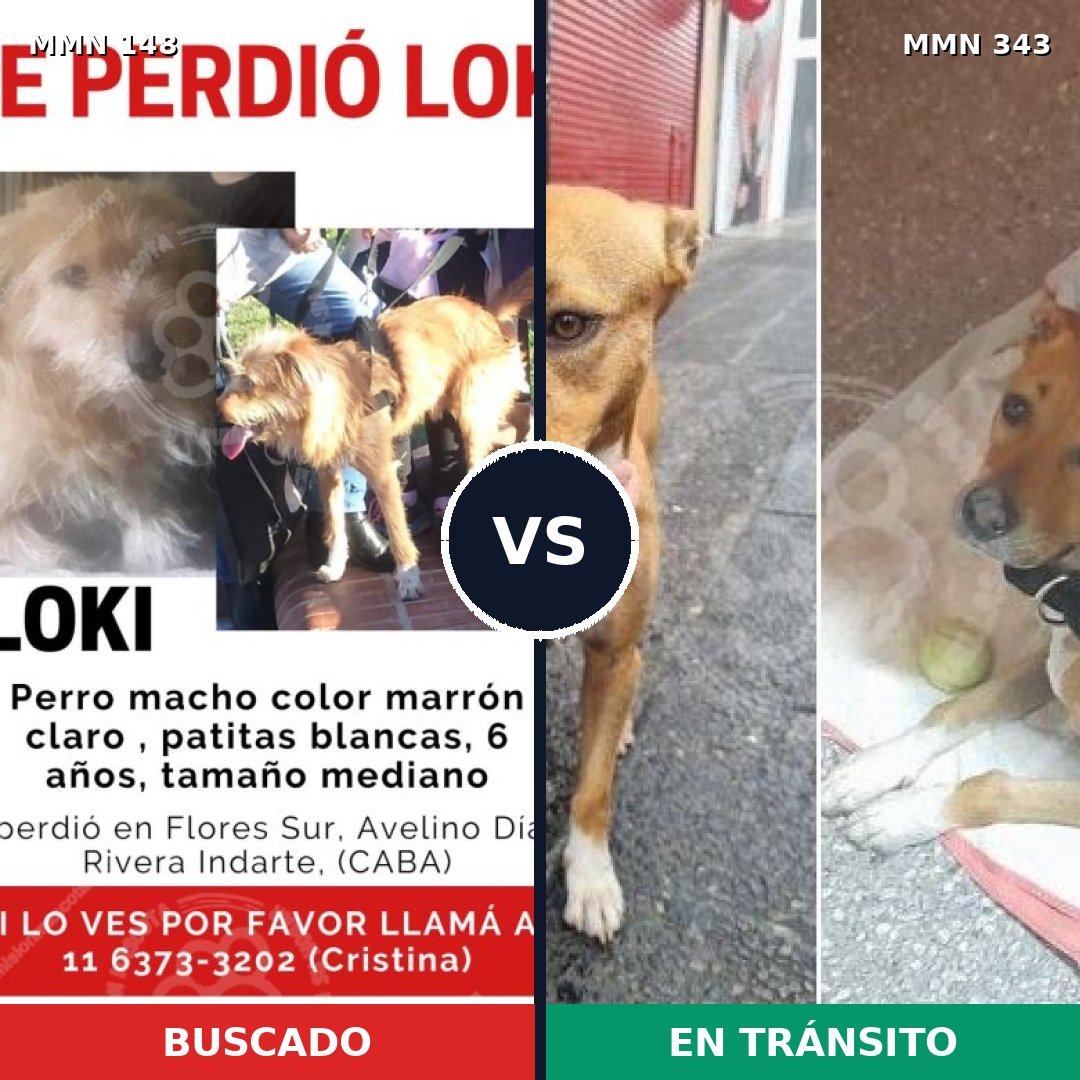 Comparativa MMS 3532: mascota perdida y mascota encontrada, 82% de similitud