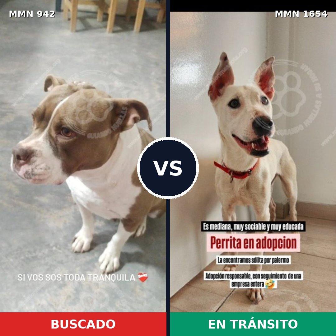 Comparativa MMS 35320: mascota perdida y mascota encontrada, 47% de similitud