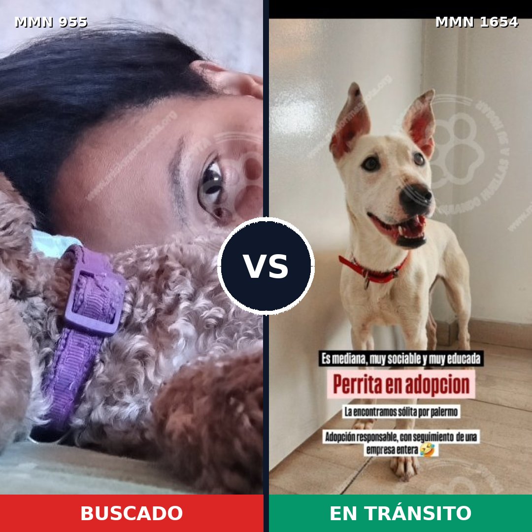Comparativa MMS 35322: mascota perdida y mascota encontrada, 34% de similitud