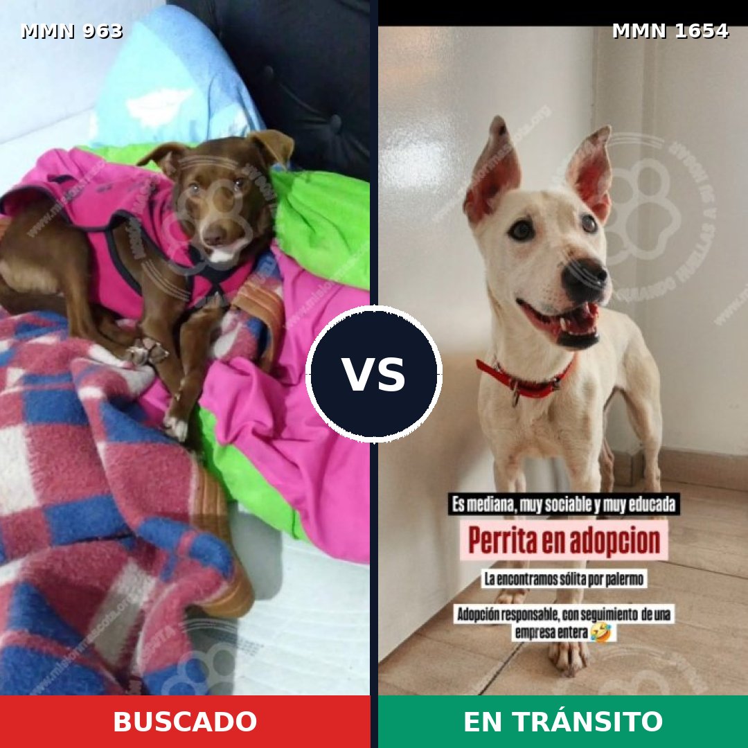 Comparativa MMS 35323: mascota perdida y mascota encontrada, 76% de similitud