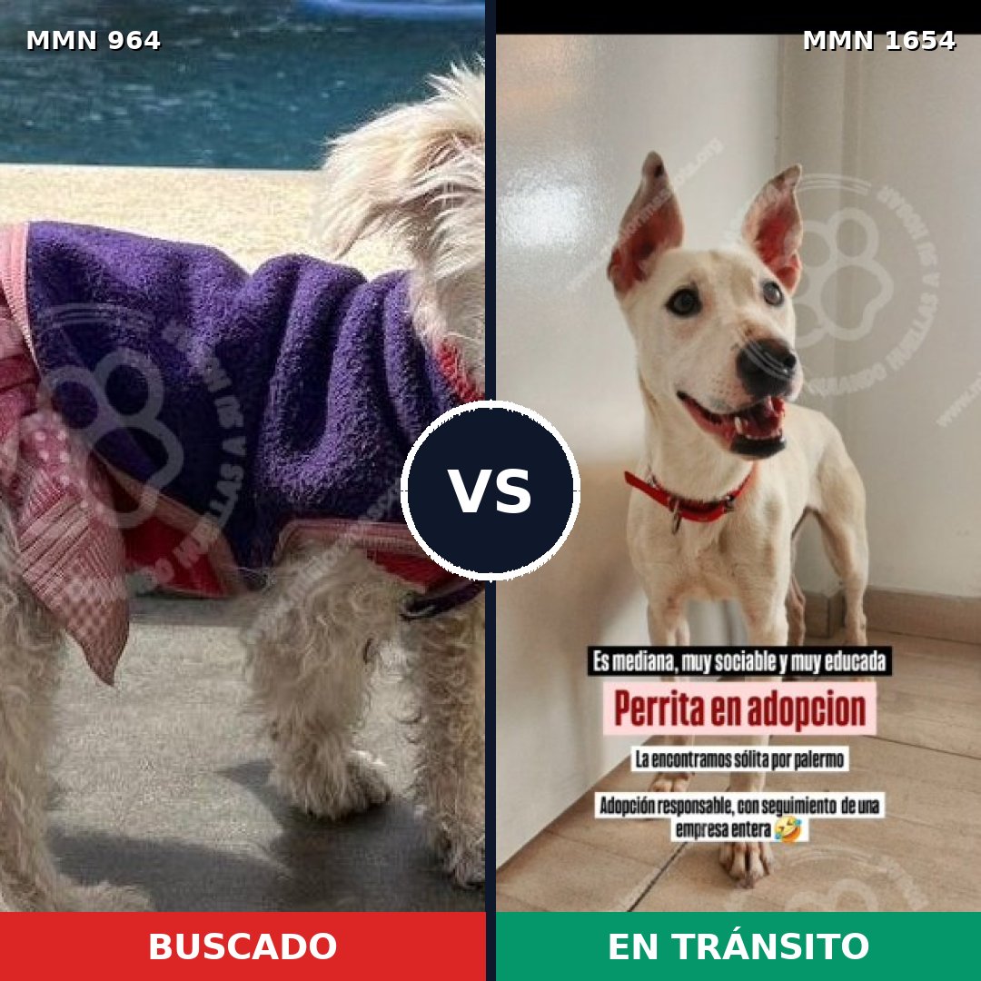 Comparativa MMS 35324: mascota perdida y mascota encontrada, 50% de similitud