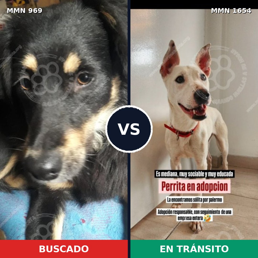 Comparativa MMS 35326: mascota perdida y mascota encontrada, 74% de similitud