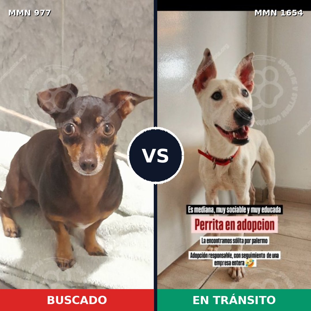 Comparativa MMS 35327: mascota perdida y mascota encontrada, 64% de similitud