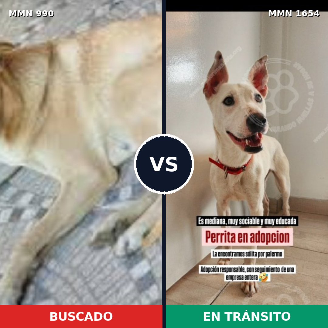 Comparativa MMS 35329: mascota perdida y mascota encontrada, 75% de similitud