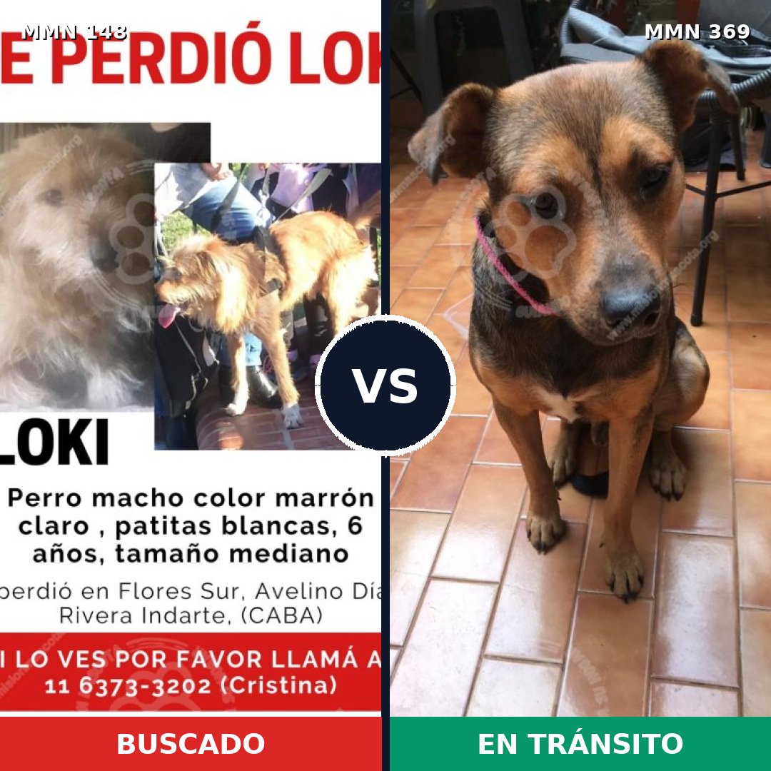 Comparativa MMS 3533: mascota perdida y mascota encontrada, 47% de similitud