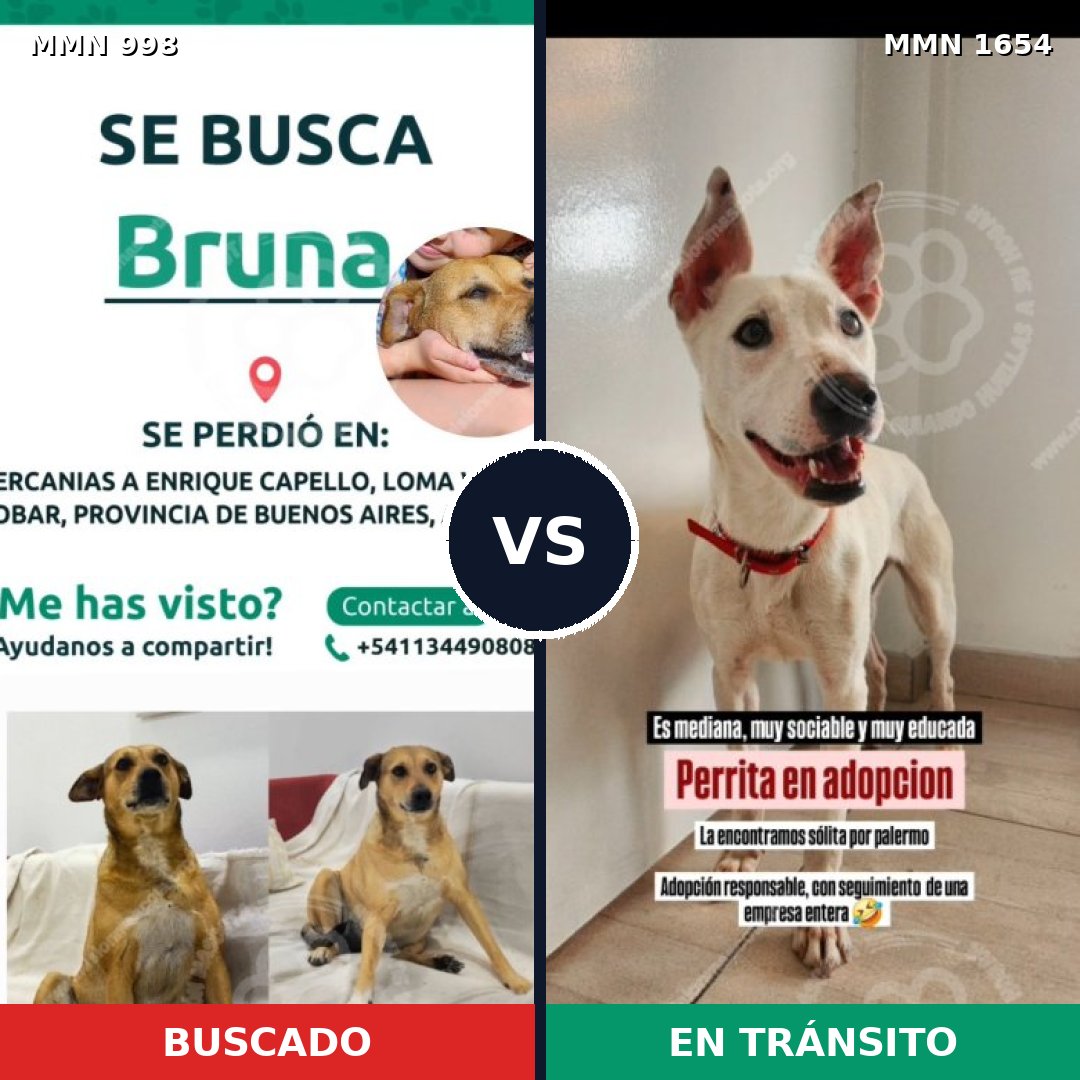 Comparativa MMS 35330: mascota perdida y mascota encontrada, 47% de similitud