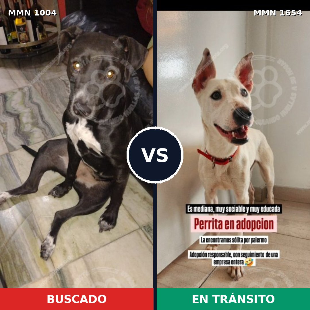 Comparativa MMS 35331: mascota perdida y mascota encontrada, 77% de similitud