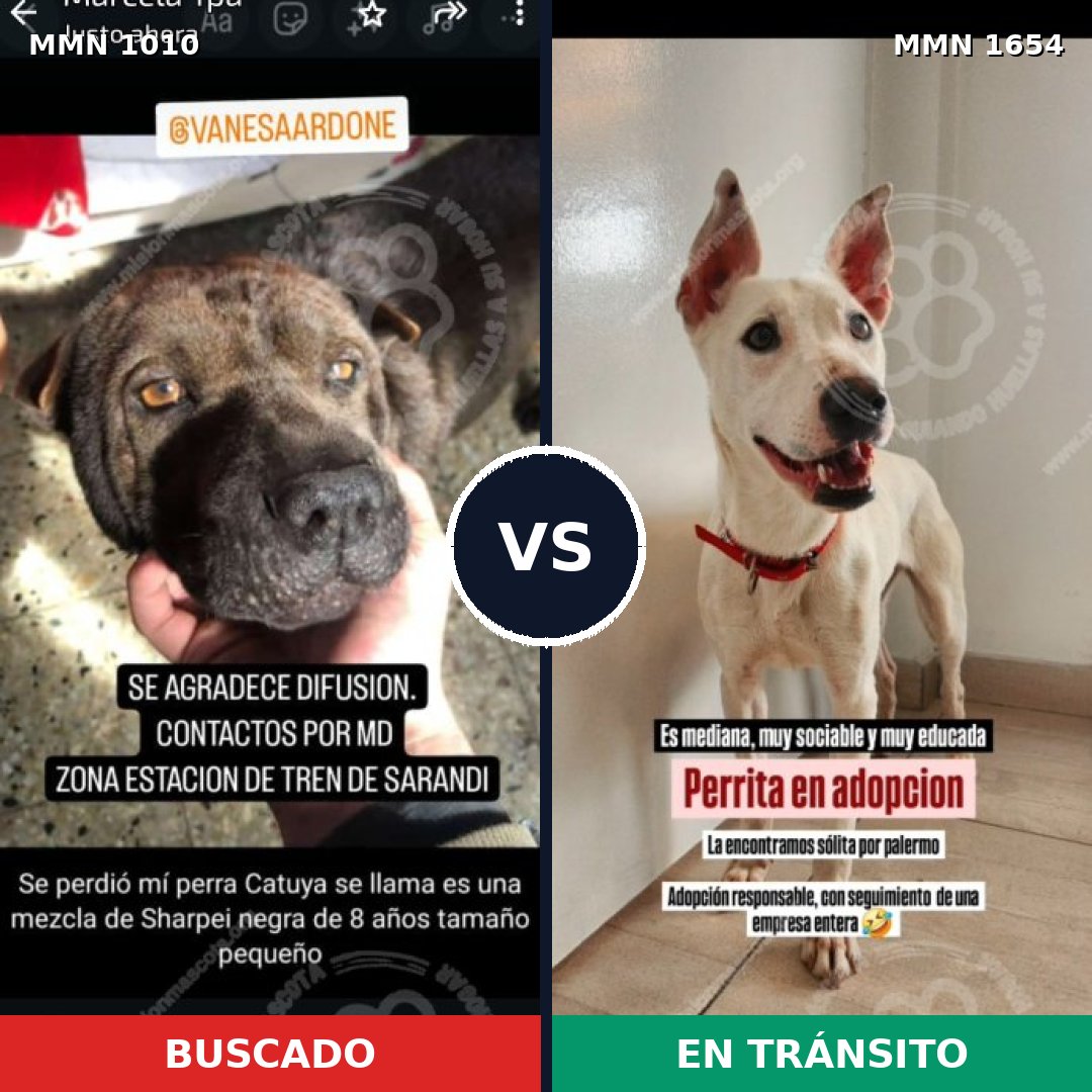 Comparativa MMS 35332: mascota perdida y mascota encontrada, 44% de similitud