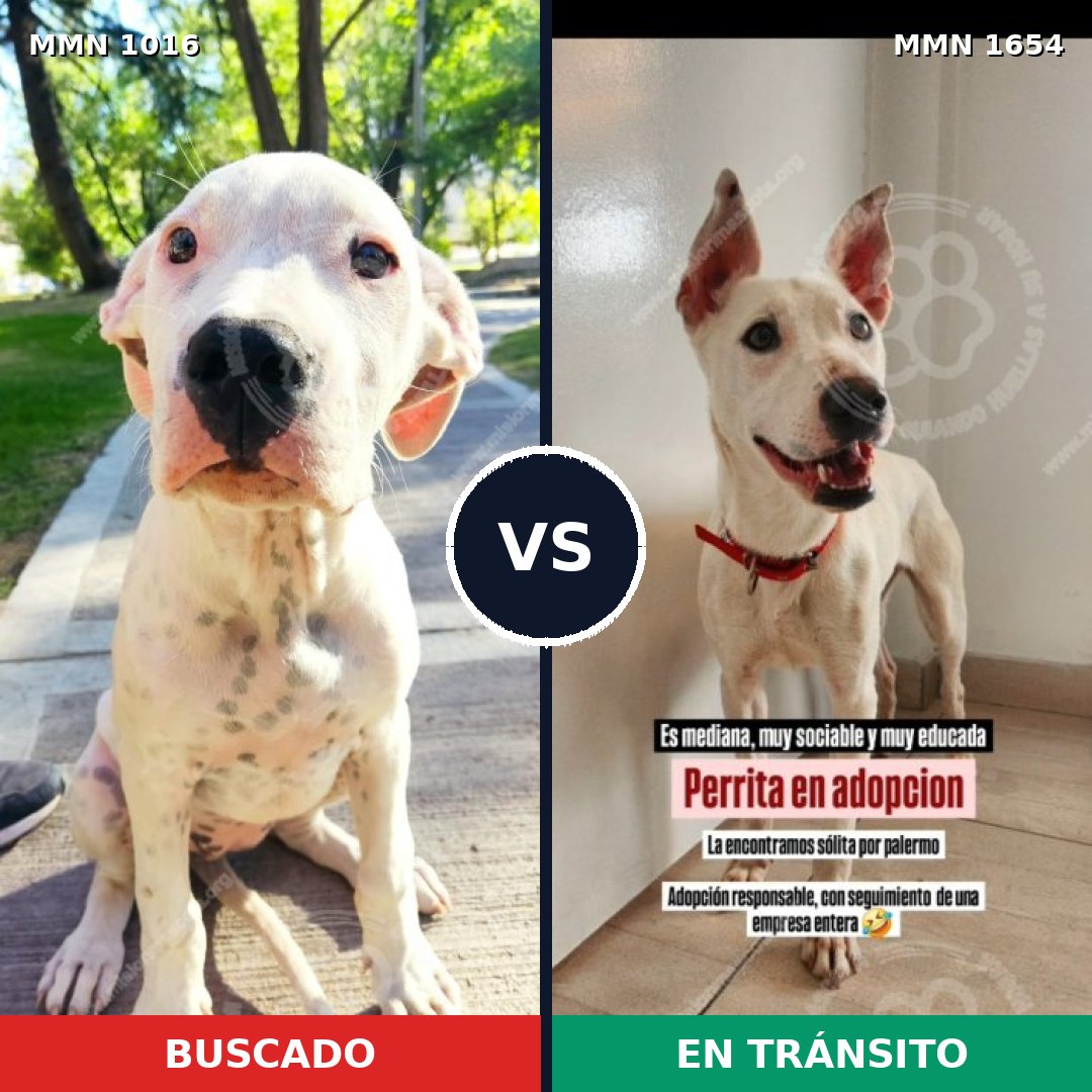 Comparativa MMS 35333: mascota perdida y mascota encontrada, 45% de similitud