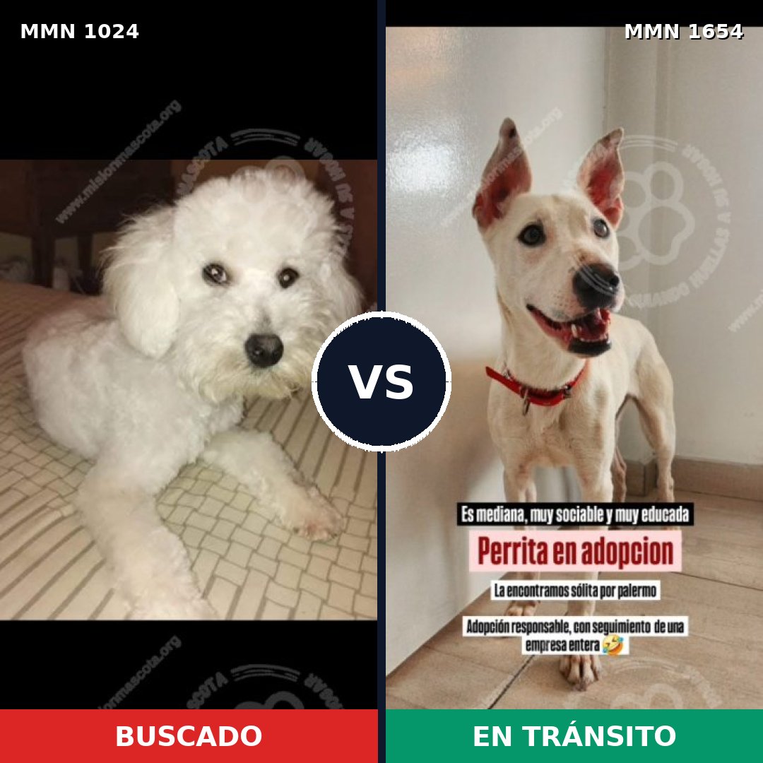 Comparativa MMS 35334: mascota perdida y mascota encontrada, 59% de similitud