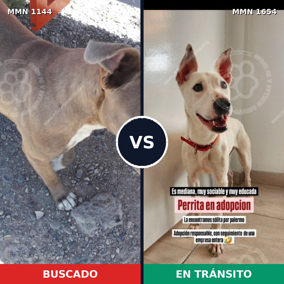 Comparativa MMS 35336: mascota perdida y mascota encontrada, 44% de similitud