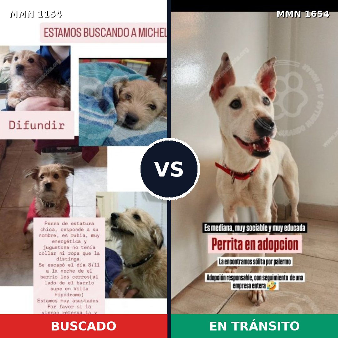 Comparativa MMS 35338: mascota perdida y mascota encontrada, 36% de similitud