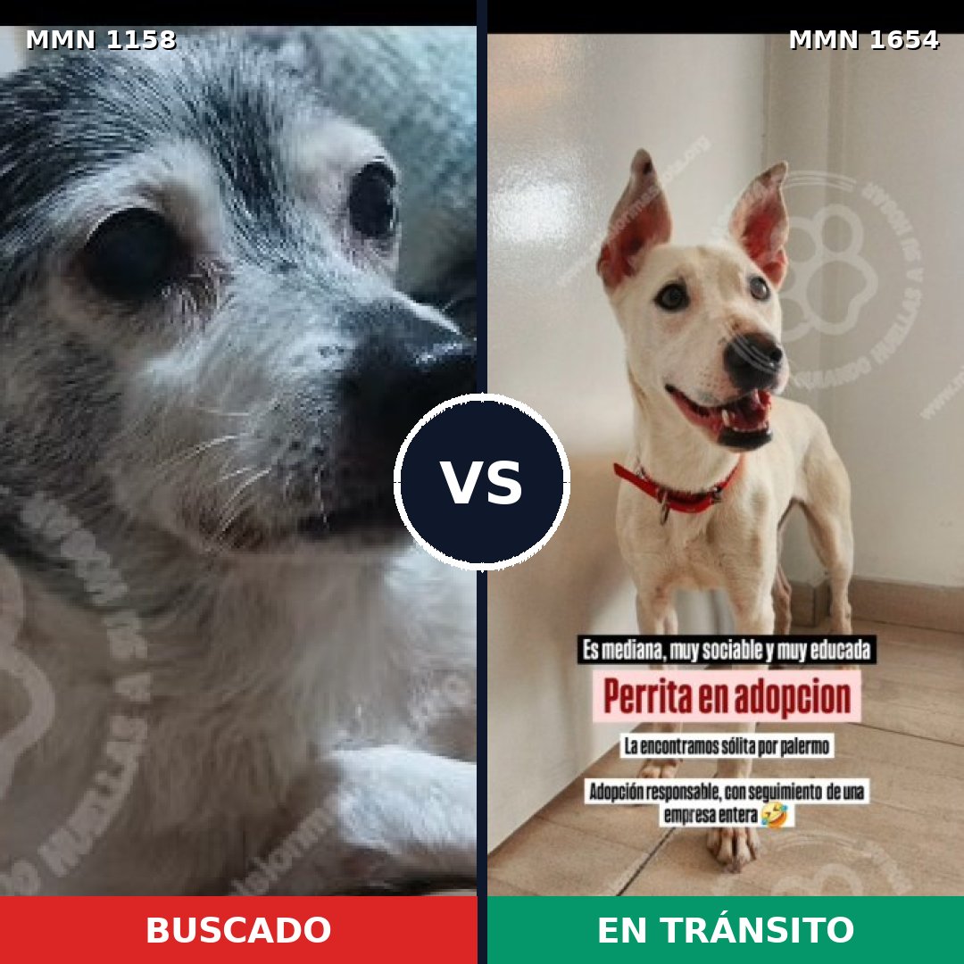 Comparativa MMS 35339: mascota perdida y mascota encontrada, 45% de similitud