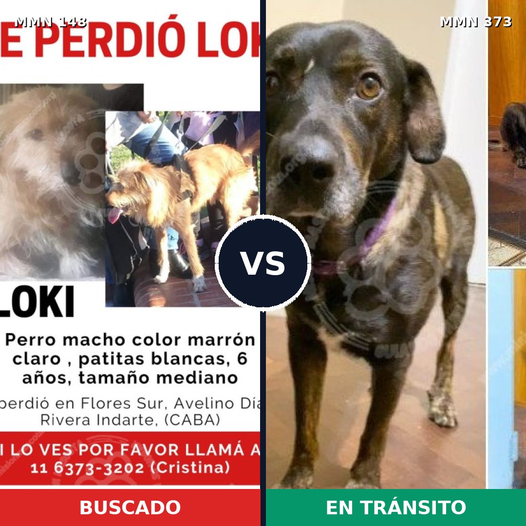 Comparativa MMS 3534: mascota perdida y mascota encontrada, 47% de similitud