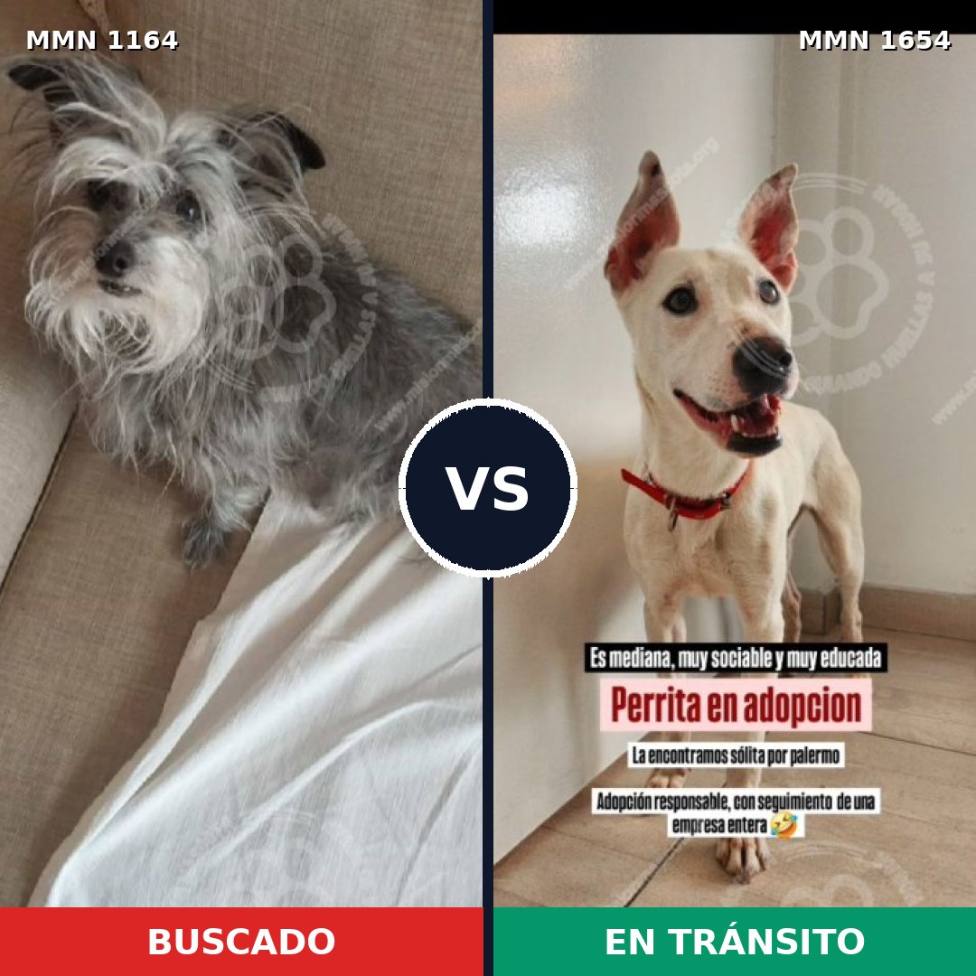 Comparativa MMS 35341: mascota perdida y mascota encontrada, 51% de similitud